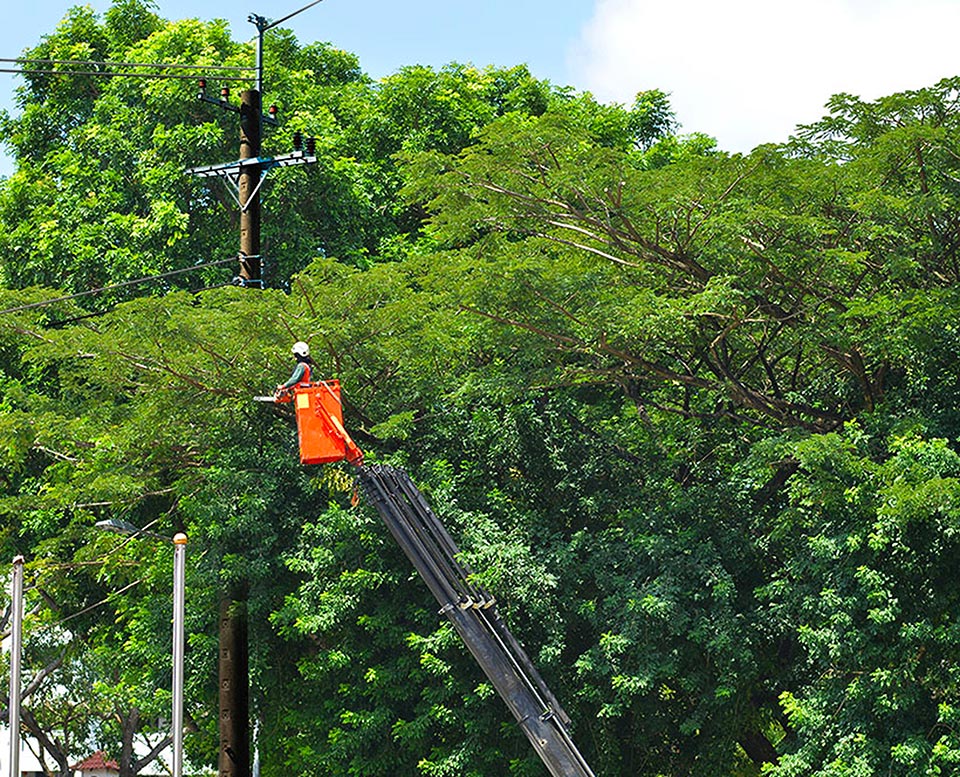 Ouvrier dans une nacelle d’élévation qui évalue une ligne électrique passant à travers les branches d’un arbre