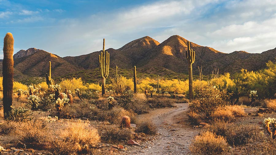 Désert planté de cactus saguaro, avec une piste poussiéreuse et des montagnes éclairées par le soleil