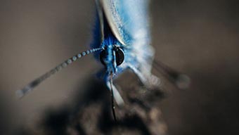 Gros plan sur un insecte bleu avec de grands yeux et une antenne