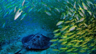 Banc de poissons et raie près du plancher océanique