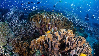 Récif corallien dans l’océan et un banc de poissons nageant autour
