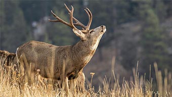 Cervidé tournant la tête vers le ciel en pleine nature 