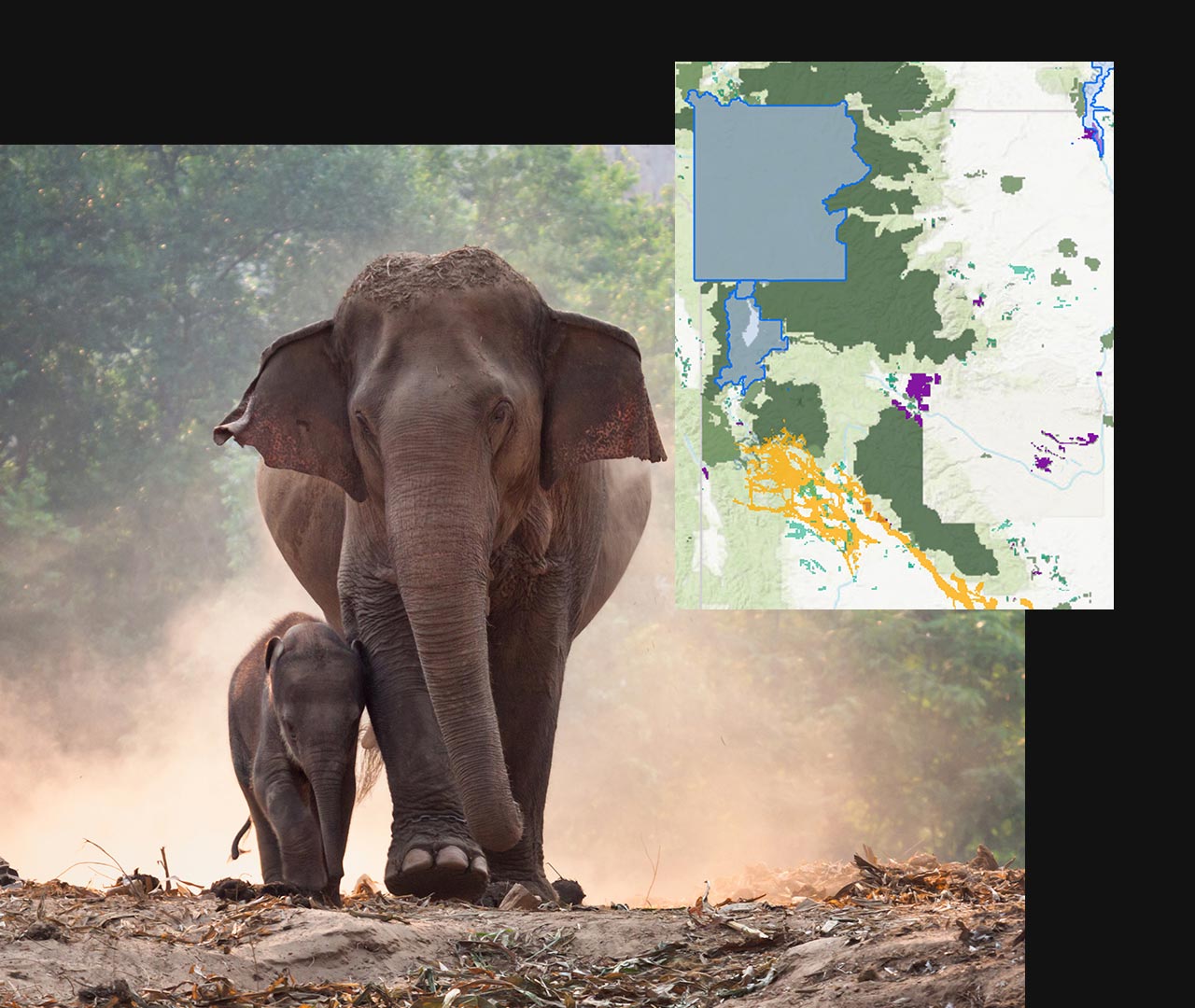 Éléphant et éléphanteau dans la forêt à côté d’une image en encart d’une carte numérique verte