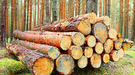 Pile de rondins dans une forêt dense