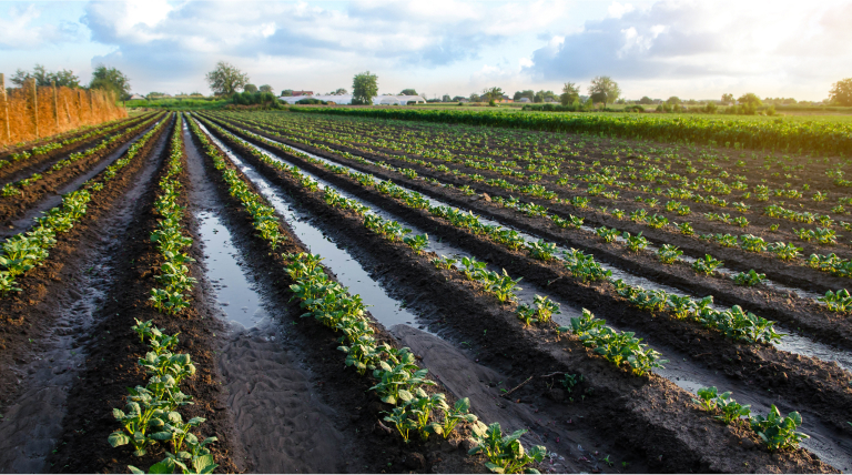 Canaux d’irrigation dans une culture verdoyante/plantation ensoleillée, représentant l’agriculture intelligente