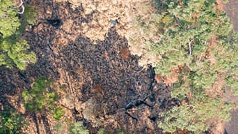 Photo aérienne d’une route qui passe entre des arbres