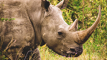 Rhinocéros