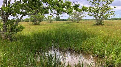 Photo d'un champ couvert de grandes herbes vertes et marron avec quelques arbres et un petit étang