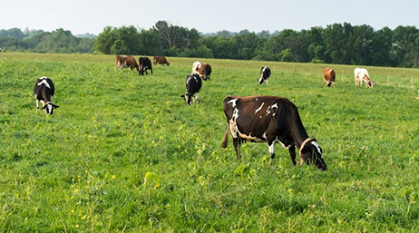 Vaste champ vert où paissent des vaches brunes, avec des arbres au loin sous un ciel bleu pâle