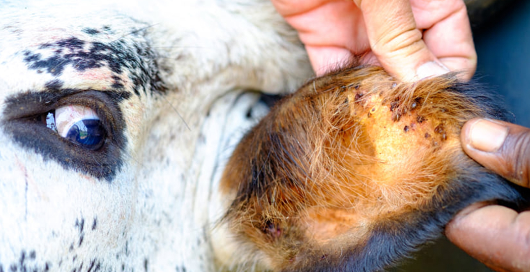 Un gros plan d'une paire de mains à côté de la tête blanche et noire d'une vache, la vache regardant les mains de côté alors qu'elles tiennent doucement son oreille pour l'examiner