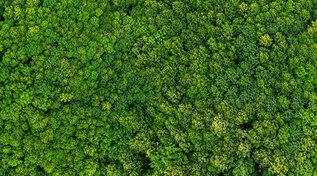 Photo aérienne d’une canopée dense et verdoyante