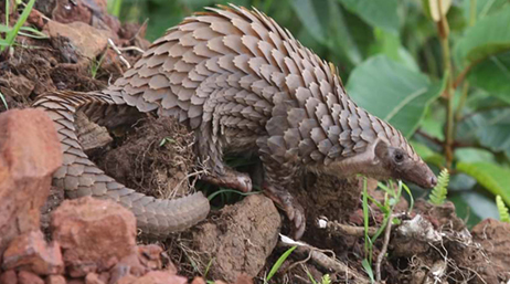 Pangolin marron clair sur un tas de terre fraîchement retourné dans une forêt
