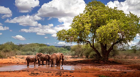 Petit troupeau d’éléphants se tenant dans un point d’eau dans une clairière brune luxuriante, à l’ombre d’un grand arbre isolé.