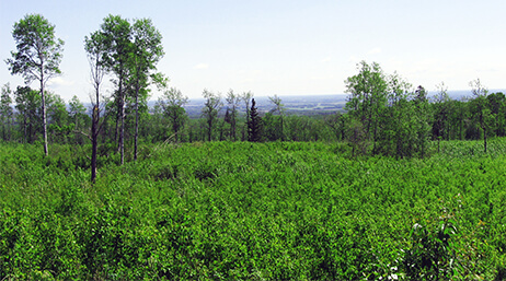 Photo d’un champ ensoleillé de sous-bois d’un vert profond avec des arbres plus grands et une forêt à l’arrière-plan