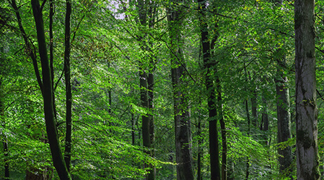Photo d’une forêt d’arbres d’un vert lumineux avec de longs troncs foncés
