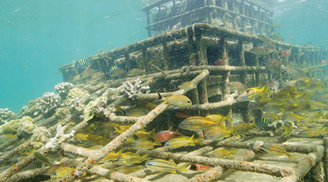 Épave en putréfaction sous l'eau entourée de poissons