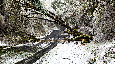Route enneigée à Salem, Oregon, bordée d’arbres des deux côtés avec un arbre penché
