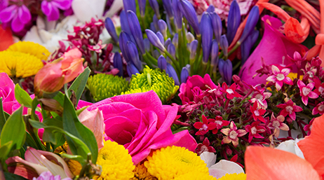 Variété de fleurs chatoyantes