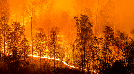 Forêt d’arbres de grande taille sur lesquels se découpe la silhouette d’un ciel orange enfumé sous la forme d’une traînée de brasiers passant par le centre