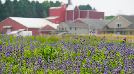 Champ de fleurs violettes observé au niveau du sol avec une imposante ferme rouge en arrière-plan